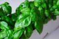 Green basil leaves. macro Royalty Free Stock Photo