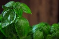 Green basil leaves. macro Royalty Free Stock Photo