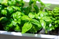 Green basil leaves in plastic plant box on windowsill, home herbal garden