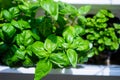 Green basil leaves in plastic plant box on windowsill, home herbal garden