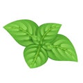 Green basil leaves vector illustration.