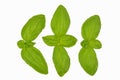 Green basil leaves on white background. Fresh sweet basil leaves isolated. Basil leaves top view set. Basil leaves Royalty Free Stock Photo