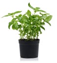 Green basil plant, in black pot Royalty Free Stock Photo