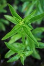 Green Basil Plant Royalty Free Stock Photo
