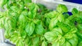 Green basil plant growing lush foliage, pinched to encourage growth, in summer season, on a patio herb garden near a lattice. Good