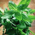 Green basil plant, Ocimum basilicum Royalty Free Stock Photo