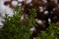 Green basil plant with out of focus brown background small growing leaves Royalty Free Stock Photo