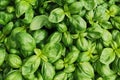 green basil plant texture Royalty Free Stock Photo