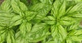 Green basil plantation. Garden natural organic food