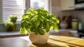 Green basil seedlings in a ceramic pot on the kitchen table. Bright sunlight illuminates green aromatic plant. Royalty Free Stock Photo