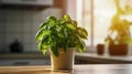 Green basil seedlings in a ceramic pot on the kitchen table. Bright sunlight illuminates green aromatic plant. Royalty Free Stock Photo