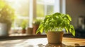 Green basil seedlings in a ceramic pot on the kitchen table. Bright sunlight illuminates green aromatic plant Royalty Free Stock Photo