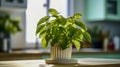 Green basil seedlings in a ceramic pot on the kitchen table. Bright sunlight illuminates green aromatic plant. Royalty Free Stock Photo