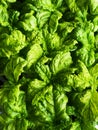 Green basil seedlings leaves textured background