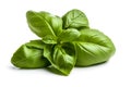 Green basil sprig isolated cutout