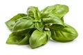 Green basil sprig isolated cutout