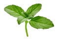 Green basil sprig isolated on white background. Close up, copy space, side view Royalty Free Stock Photo