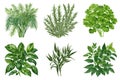 Green basil, tarragon vector, parsley leaves, bunch of dill, rosemary twigs, mint plant. Royalty Free Stock Photo