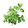 Green Basil Watercolor Painting On White Background - Isometric Chinese And Traditional Vietnamese Style