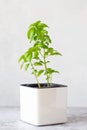 Green basil in a white cube pot. A potted basil plant. Kitchen herb plants. Mixed Green fresh aromatic herbs - in pots. Aromatic Royalty Free Stock Photo