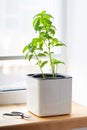 Green basil in a white cube pot. A potted basil plant. Kitchen herb plants. Mixed Green fresh aromatic herbs in pots. Aromatic Royalty Free Stock Photo