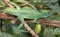 Green basilisk 10 Royalty Free Stock Photo