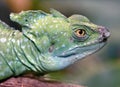 Green basilisk 11 Royalty Free Stock Photo