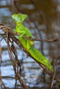 Green basilisk Royalty Free Stock Photo