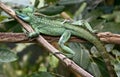 Green basilisk 9 Royalty Free Stock Photo