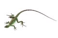 Green basilisk Royalty Free Stock Photo