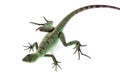 Green basilisk Royalty Free Stock Photo