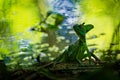 Green Basilisk - Basiliscus plumifrons also called the green basilisk, the double crested basilisk, or the Jesus Christ lizard Royalty Free Stock Photo