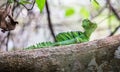 Green basilisk Basiliscus plumifrons Royalty Free Stock Photo