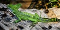 Green basilisk 12 Royalty Free Stock Photo