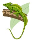 Green Basilisk, Jesus Lizard (Basiliscus plumifrons)