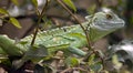 Green basilisk 8 Royalty Free Stock Photo