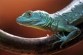 Green Basilisk lizard Royalty Free Stock Photo