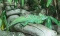 Green Basilisk Lizard Royalty Free Stock Photo