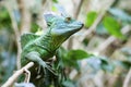 Green Basilisk Lizard Royalty Free Stock Photo