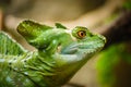 Green basilisk lizard. Close-up view of a green Plumed basilisk Basiliscus plumifrons. Detail of the eye of green reptile. Royalty Free Stock Photo