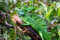 Green Basilisk Lizard, Costa Rica Wildlife.