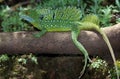 BASILIC VERT basiliscus plumifrons Royalty Free Stock Photo