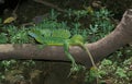 GREEN BASILISK LIZARD OR DOUBLE-CRESTED BASILISK LIZARD basiliscus plumifrons, ADULT STANDING ON BRANCH, COSTA RICA Royalty Free Stock Photo