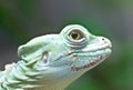 Green Basilisk Lizard. Royalty Free Stock Photo