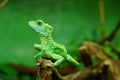 Green basilisk lizard close-up by blurred background