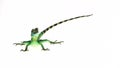 Green basilisks or Basiliscus basiliscus hunt the larva and eat it on white background.