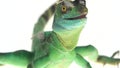 Green basilisks or Basiliscus basiliscus on white background. Close up.