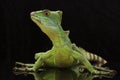 Green basilisks