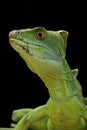 Green basilisks