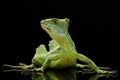 Green basilisks